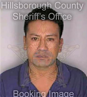 Merino Salvador - Hillsborough County, FL 