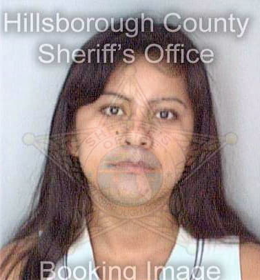 Silvestrezargento Minerva - Hillsborough County, FL 