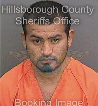Pena Tirzo - Hillsborough County, FL 